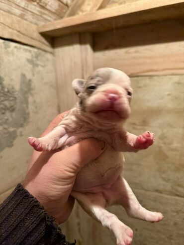 İtlər: Amerikan buldoqu, 1 ay, Peyvəndli, Ödənişli çatdırılma — 9