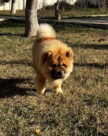 İtlər: Çau-Çau, 7 ay, Erkek, Sənədli, Pulsuz çatdırılma, Ünvandan götürmə — 3