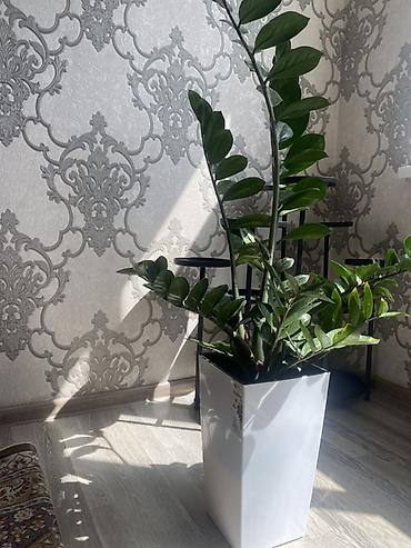 денежный дерево: Долларовое дерево Замиокулькас (ZZ-plant) в современном высоком кашпо — 3
