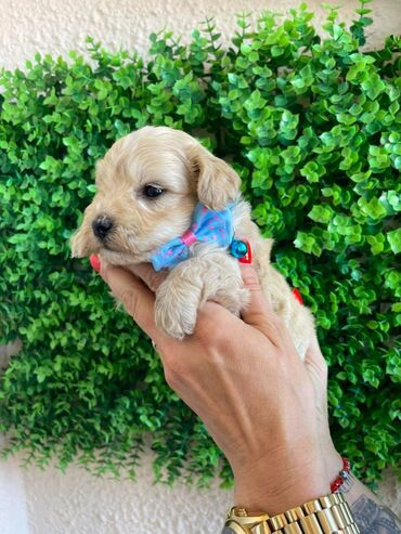 Psi: Odgajivacnica pasa "Happy Puppies" ima u ponudi prelepe stence — 10