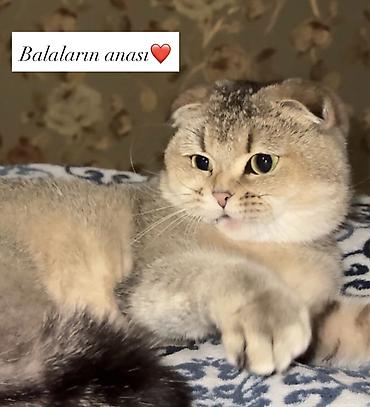 rus mavisi pisik satisi: Şotland yastı qulaq, Yaxşı əllərə, Rayonlara çatdırılma — 4
