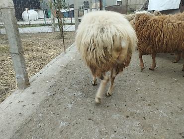 Qoyunlar, qoçlar: Erkək, il: 2, Damazlıq — 2