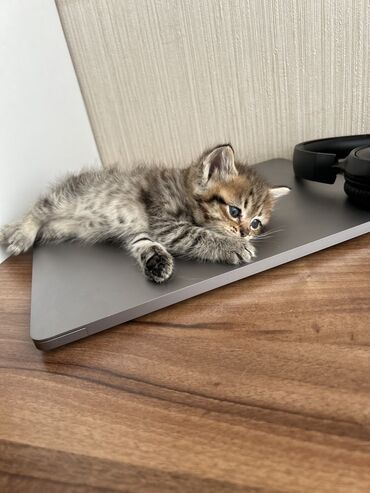 Pişiklər: Şinşilla -da lalafo.az — 14 Pişiklər: Şinşilla — 14