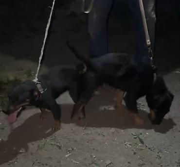 мет килограмм цена: 🐕 Продаются щенки немецкого ягдтерьера Чистокровные щенки, возраст — — 5