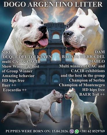 Psi: Leglo dogo argentino štenaca Sa ponosom predstavljamo vrhunsko leglo — 1