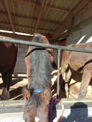 объявления о найденных собаках: Сатам | Тай | Кара Жорго | Көбөйтүү үчүн