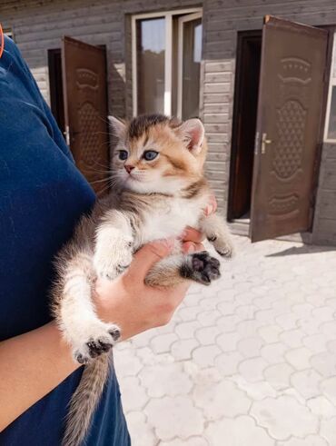 мейн кун бишкек питомник lyubushka купить котенка цена фото: Скотиш Страйт (Шотландиялык тик кулактуу), 1 айлык, Эркек, Алтын шиншилла, Лотокко барууга үйрөтүлгөн, Курттардан тазаланган
