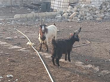 serebrist cuce satisi: Salam tecili satılır yeminə oyuna söz ola bilmez 7 dene heyvandi — 2