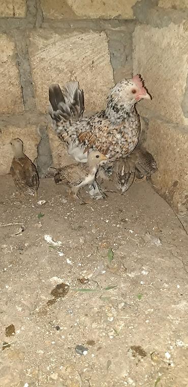 qus yarim tip: Məhsul: Yaponka cücələri Təsvir: - Tam qan “Yaponka” (Bantam) — 3