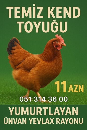 həştərxan toyuğu: Toyuq, Yumurtalıq