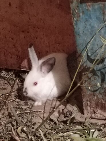 Dovşanlar: Qiymet 5 manatdan 27 manata kimi dir 5 manata balalar 10 manata erkey — 5