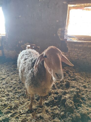 Бараны, овцы: Продаю | Овца (самка) | Для разведения | Матка — 2