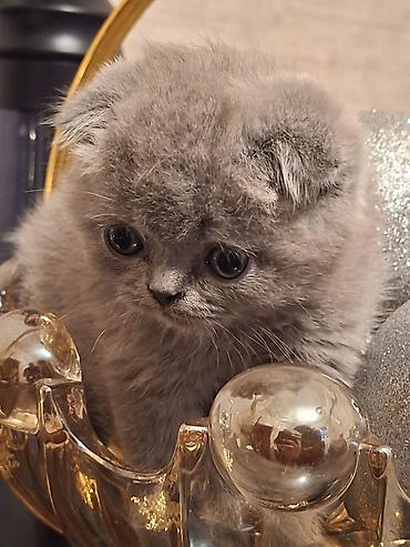 Pişiklər: Britan, Erkək — 10