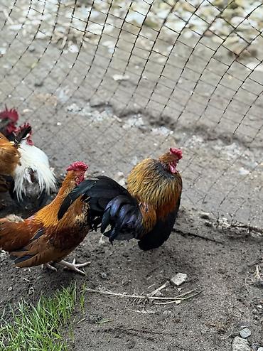 Куры, петухи: Продаю | Петух | Для разведения — 4