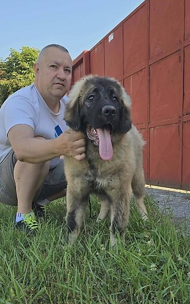 Psi: Kavkaski ovčar vrhunski štenci Odgajivačnica Petar Veliki FCI 4469 sa — 5