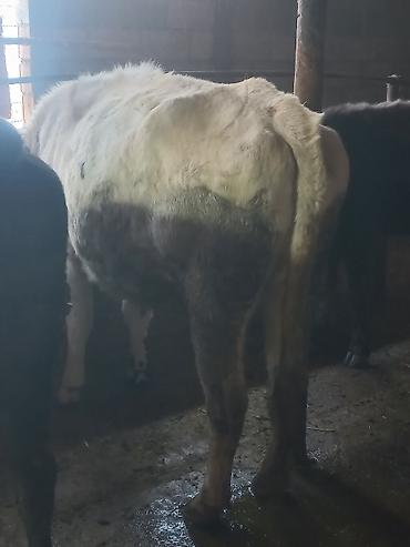 Коровы, быки: Продаю | Бык (самец) | На откорм | Привязанные — 3