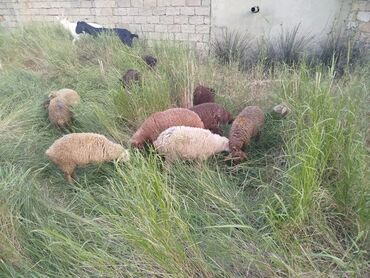xacmazda satilan inekler: Ягненок, Самец, Qala, месяцев: 3, 1 кг, Для разведения, Самовывоз