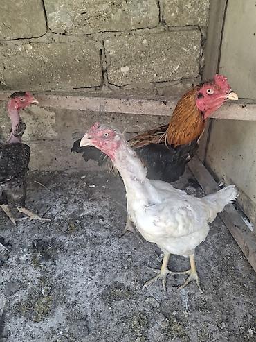 Xoruzlar: Xoruz, Heyratı, il: 2, Ödənişli çatdırılma — 7