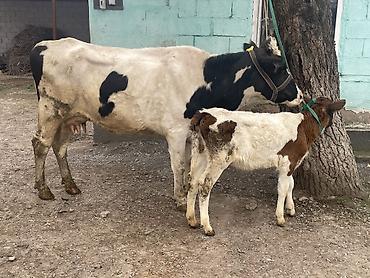 Коровы, быки: Продаю | Корова (самка) — 11