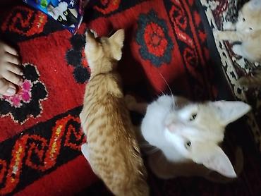 Продажа кошек: Домашние котята Описание: - Оба котёнка с короткой шерстью — 8