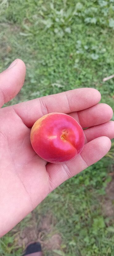 Tinglər: Hər növ meyvə aqcların satşı hər bir sort var çadrlma pulsuzdur meyvə — 16