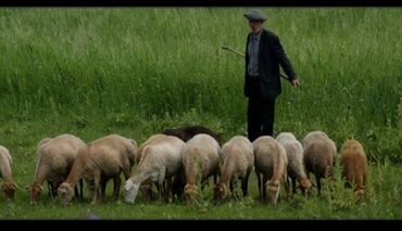 требуется мини швейный цех: Требуется Скотник, Оплата Ежемесячно, Оформление по патенту, ЧП