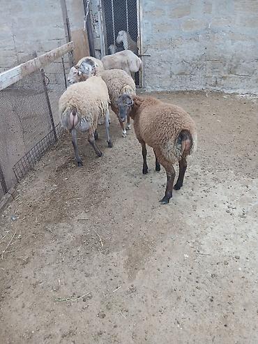 bala qoyun: 5 dənə kök quzu satılır.ünvan.Yeni Yaşma — 4