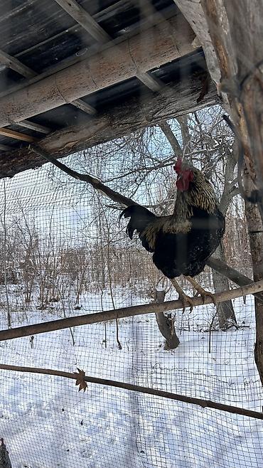 Куры, петухи: Продаю | Петух | Для разведения — 9