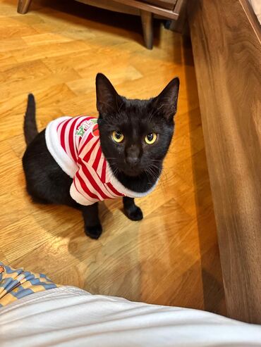 Pişiklər: Sekilleri cevirib baxin her biri pulsuz sahiblendirilir. tertemiz ev — 10