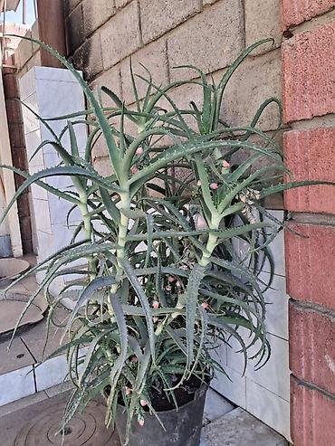 Суккулент Aloe (алое), крупный куст в горшке. - Вид: декоративное