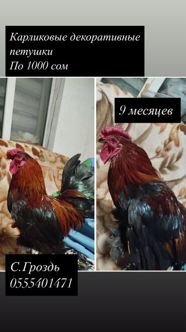 клетки для кур несушек купить в бишкеке: А/ч жаныбарлары үчүн тоюттар