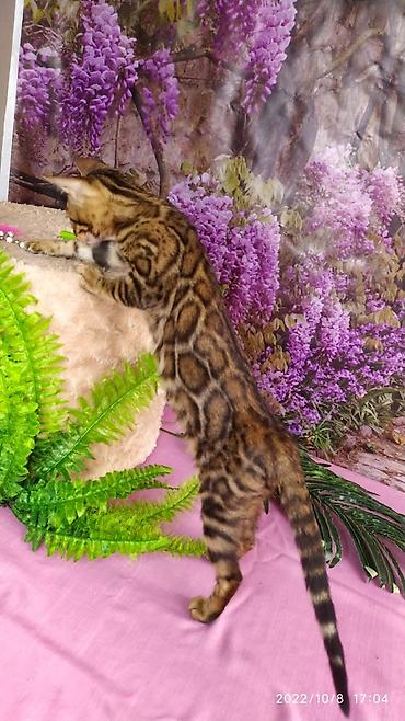 Продажа кошек: Бенгальские Детки .проф питомник Бен Гла Мур. предлагает Девочек и — 22