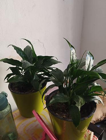 Спатифиллум (Spathiphyllum) в декоративных горшках - Комнатное