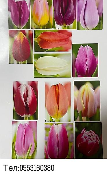 Цветы и букеты: ТЮЛЬПАНЫ ТЮЛЬПАНЫ ТЮЛЬПАНЫ. принимаем заказы на тюльпаны оптом к 8 — 1