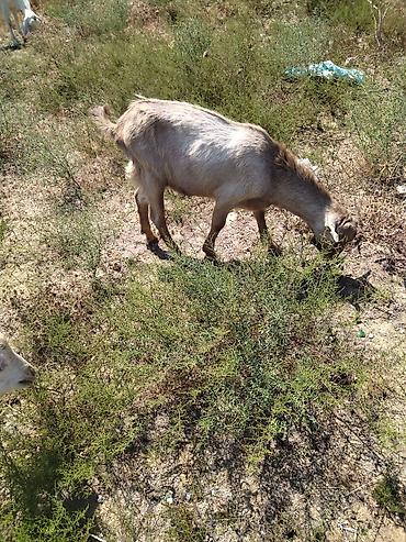 keçə: Salam.erkək çəpiş satıram 270manata fevral ayında doğulub — 3
