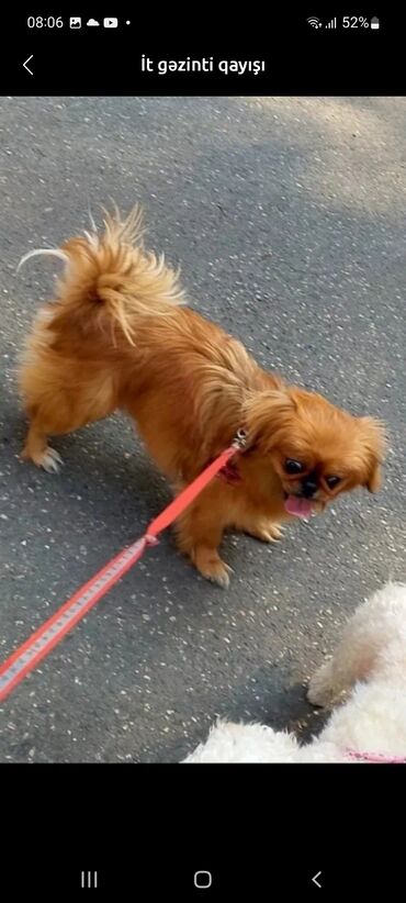 Xaltalar, qayışlar və tasmalar: Məhsul: İt gəzinti qayışı Təsvir: - Rəng: narıncı (reflektiv xətlər