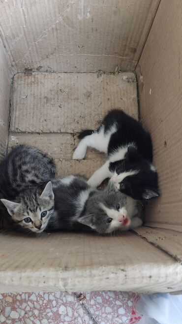 животные котята: Группа маленьких котят разных окрасов. В коробке находятся котята с