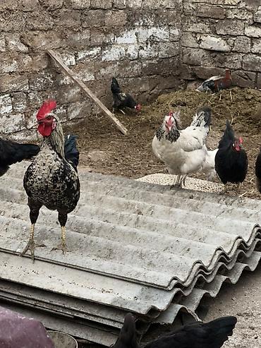 qara avstraloq: Toyuq, Yumurtalıq — 3