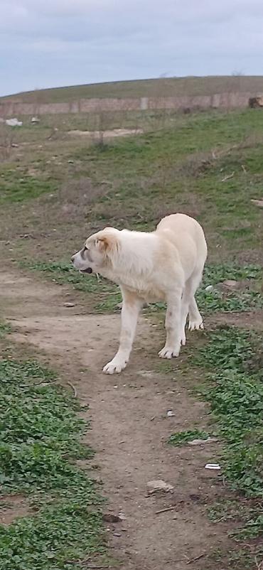 İtlər: Qurdbasar, 4 ay, Dişi — 5