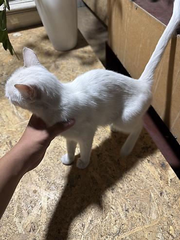 Животные: 2 года, Девочка, Приучена к лотку — 3