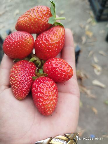 Клубника: Клубника — 1