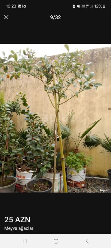 Tinglər: Müxtəlif dekorativ və meyvə ağaclarının tingləri. • Xurma-narıngi — 7