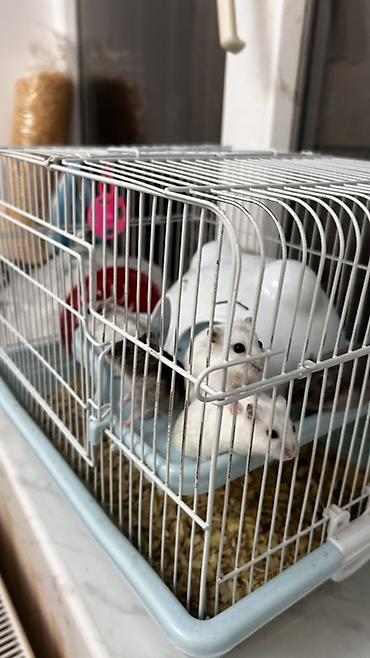 hamster satisi: Salam Qəfəs qarisiq satılır 8 Ədəd Hamster var içərsində. Gelen ay — 1