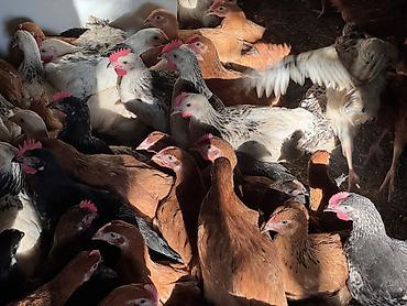 Cücələr: ŞƏKİ DAXİLİNDƏ çatdırılma mümkündür Yetişmiş heyvanlardır. Çəkisi — 12