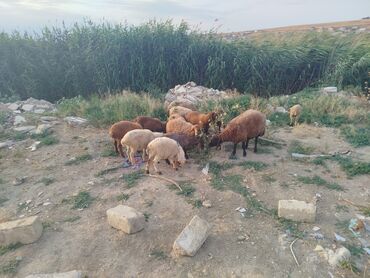 Коровы, быки: Самец, Qala, лет: 1, 10 кг, Для разведения, Самовывоз