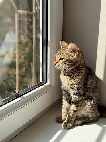 взять котика в добрые руки: Кошка даром: Беспородная, 5 месяцев, Девочка, Приучена к лотку — 4