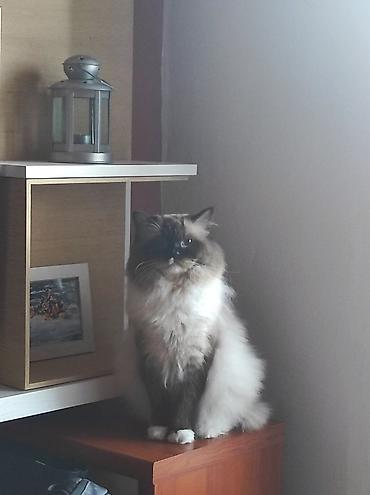 Mačke: Ragdoll mačići – blue point rođeni 02.04. - Prelepi ragdoll mačići sa — 15
