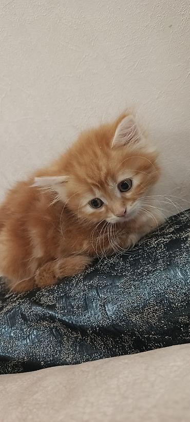 pişik pişik: Şinşila long hair cinsli erkek bala tam saglam temiz qum terbiyesi var — 5