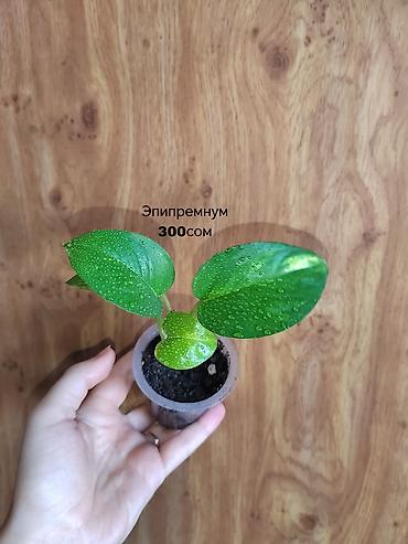 Другие комнатные растения: Комнатные растения — саженцы и черенки. 1) Живое дерево (лечебное) — — 4