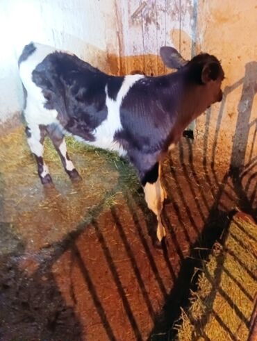 породистые коровы в бишкеке: Продаю | Бык (самец) | Голштин, Швицкая